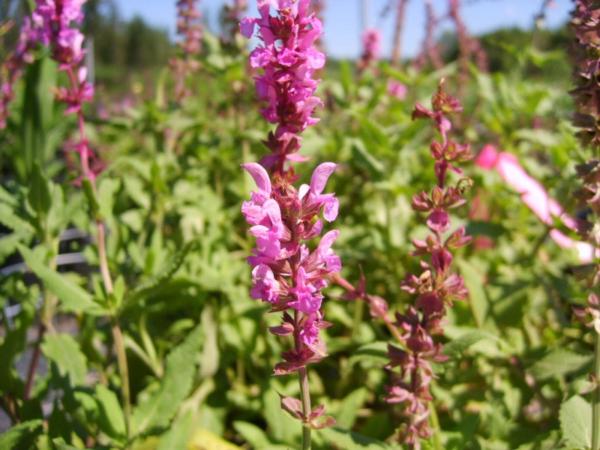 salvia pratensis rose rhapsody