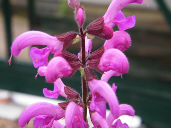 salvia pratensis sweet esmeralda