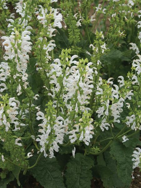 salvia pratensis swan lake 