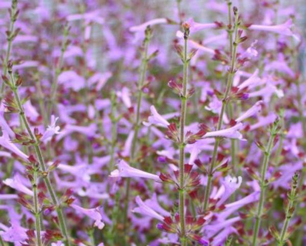 salvia scabra good hope