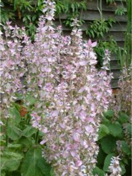 salvia sclarea turkestanica