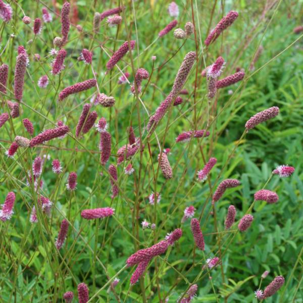 sanguisorba rock and roll