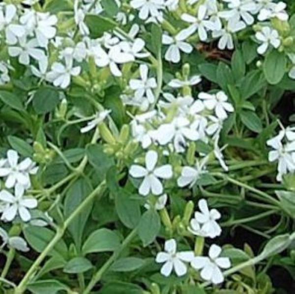 saponaria ocymoides snow tip