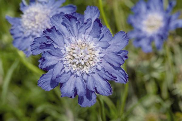 scabiosa caucasica fama