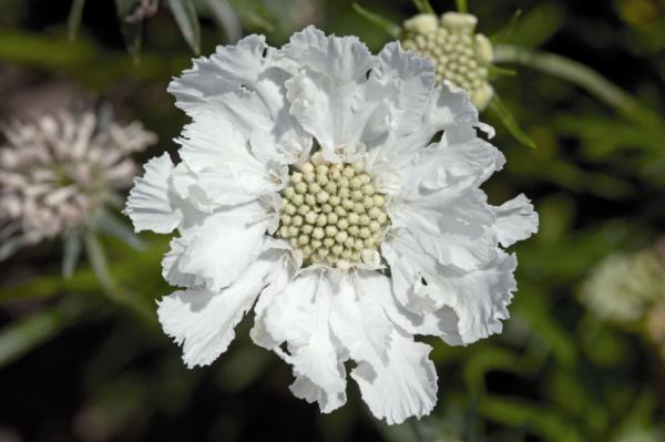 scabiosa caucasica fama white   