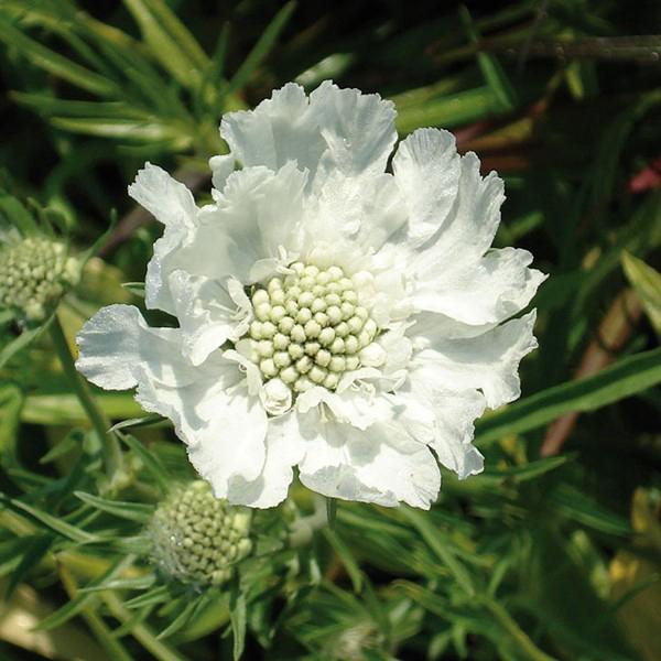 scabiosa caucasica perfecta alba