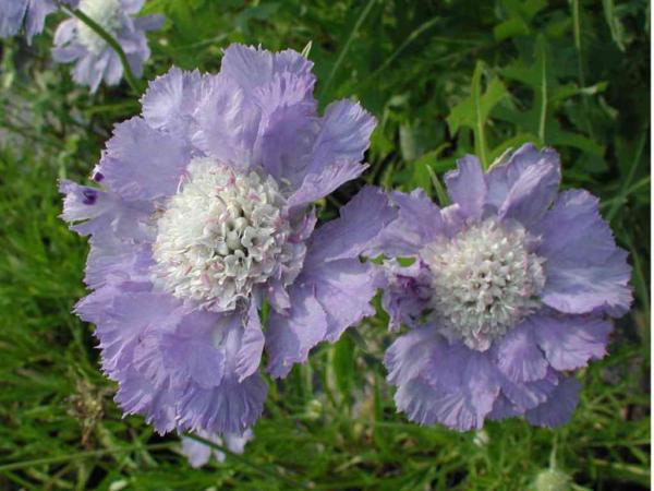 scabiosa caucasica perfecta