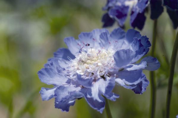 scabiosa caucasica spielarten