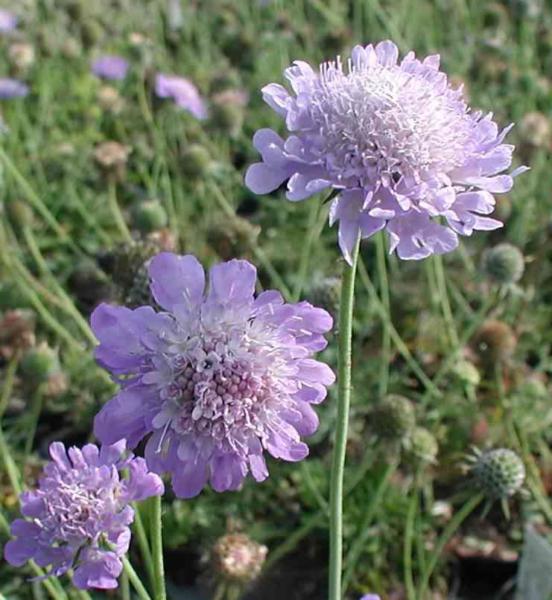 scabiosa columbaria nana