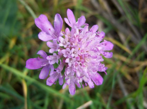 scabiosa columb. nana pincushion