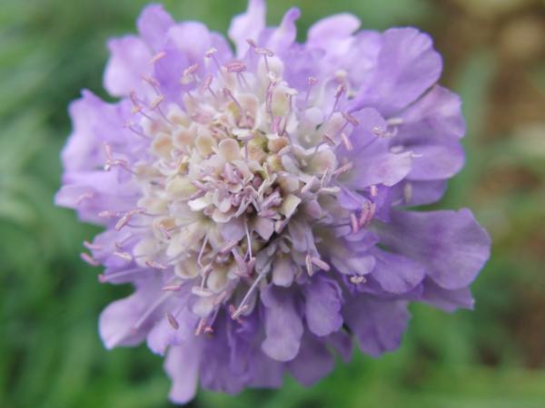 scabiosa japonica alpina 