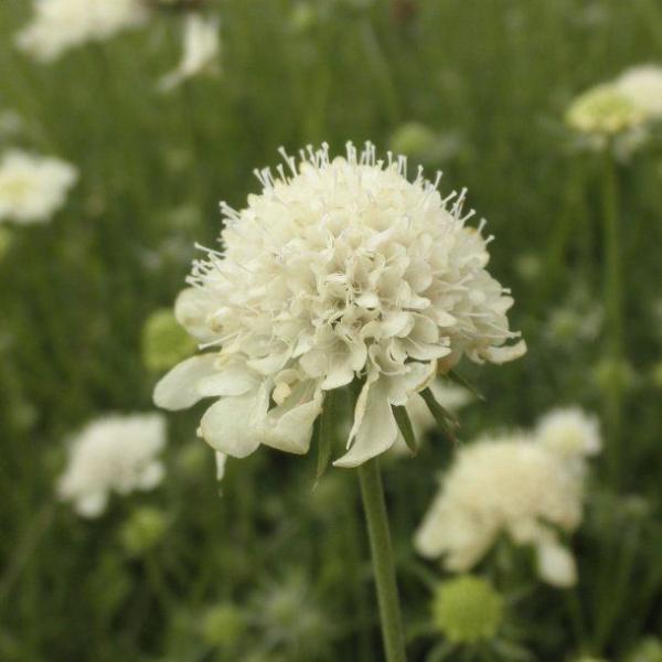 scabiosa ochroleuca moon dance