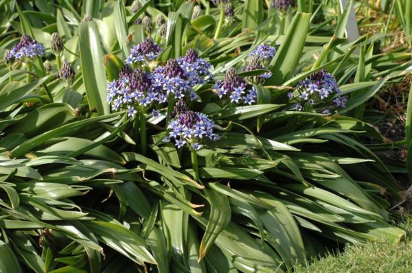 scilla peruviana