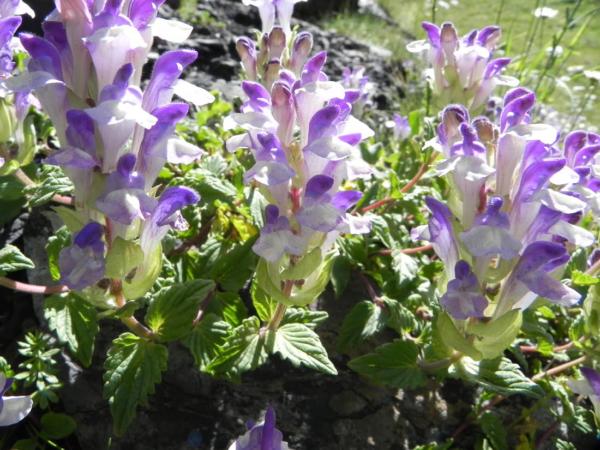 scutellaria alpina arcobaleno