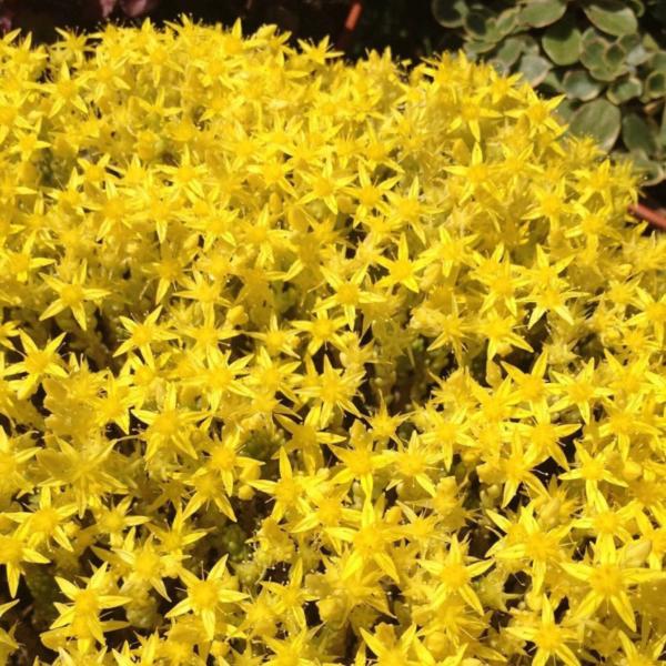 sedum acre yellow queen