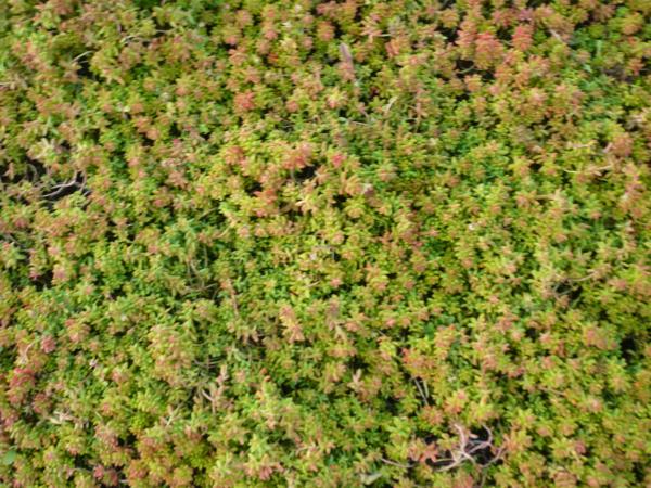 sedum album murale coral carpet