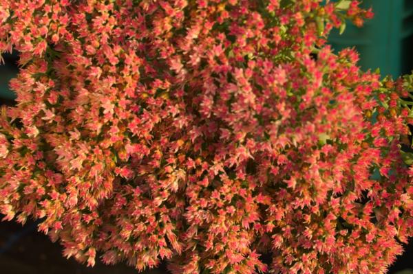 sedum autumn joy