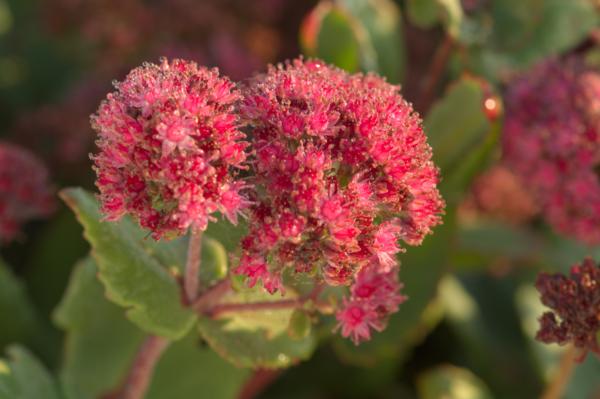 sedum cauticola ruby glow