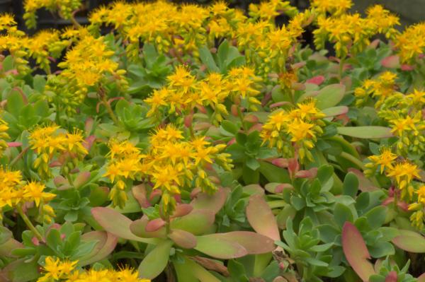 sedum compressum 