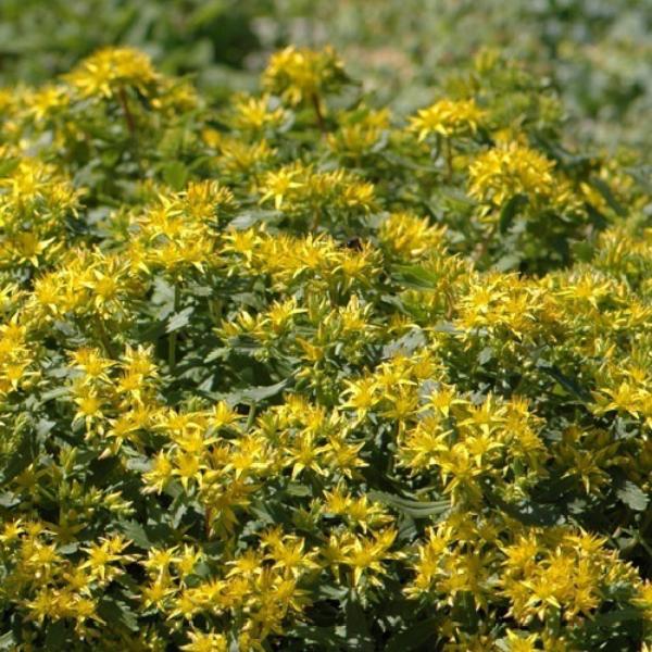 sedum czar's gold