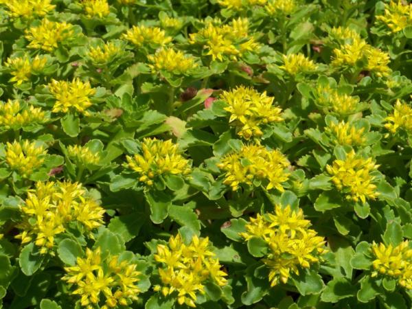 sedum ellacombianum