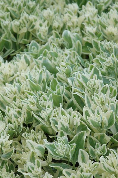 sedum frosty morn