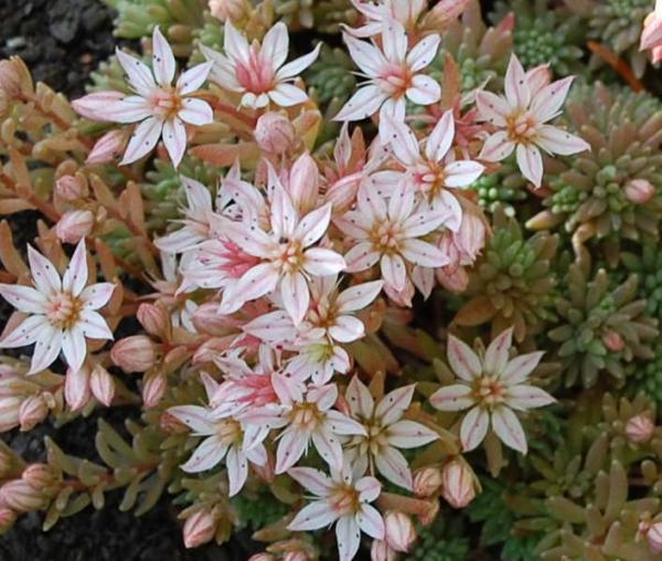 sedum hispanicum