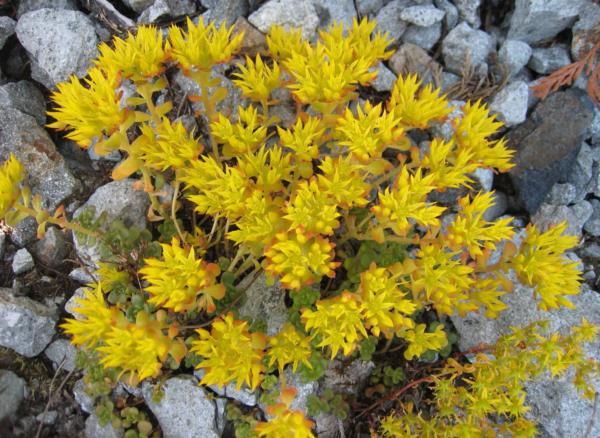 sedum lanceolatum