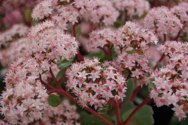 sedum matrona