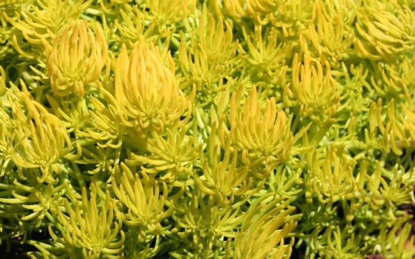 sedum mexicanum lemon ball 