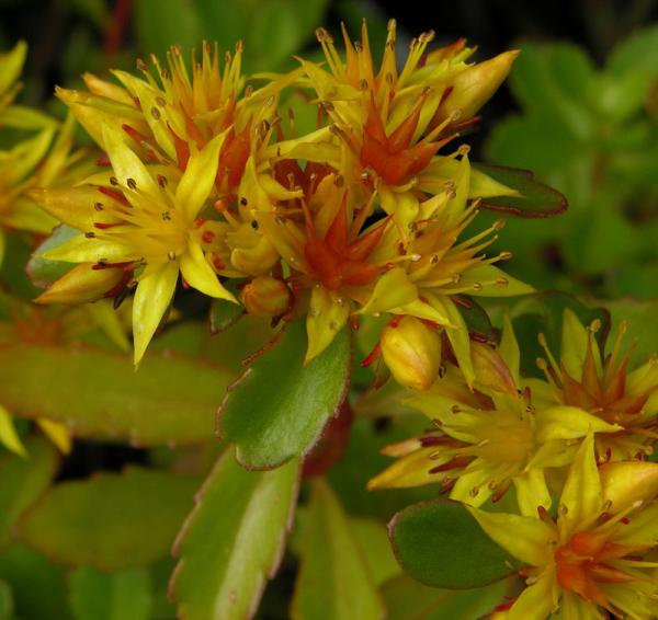 sedum middendorffianum striatum