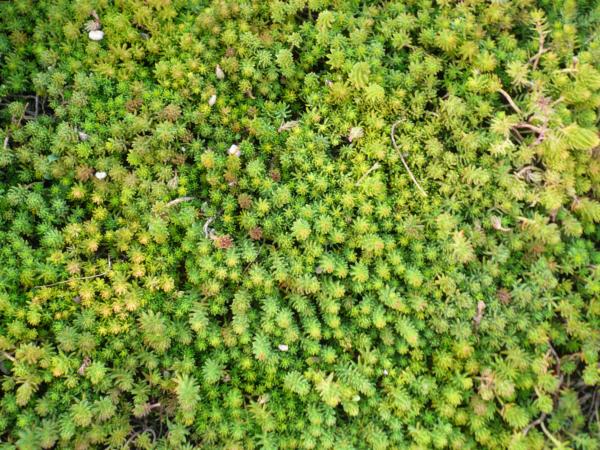 sedum montanum