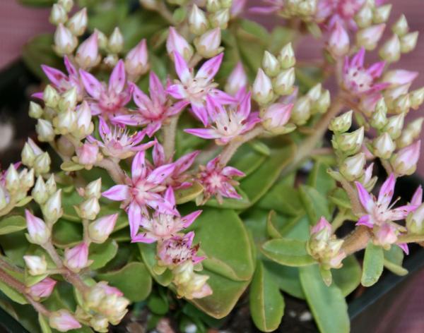 sedum obtusifolium listoniae