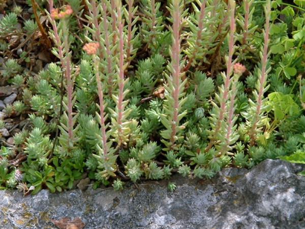 sedum ochroleucum