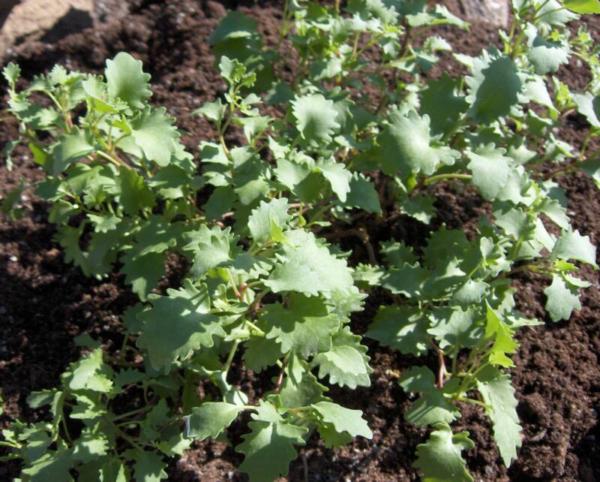 sedum populifolium