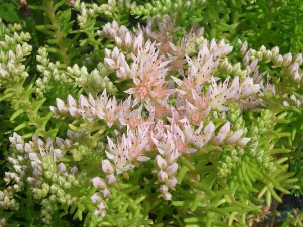 sedum pulchellum