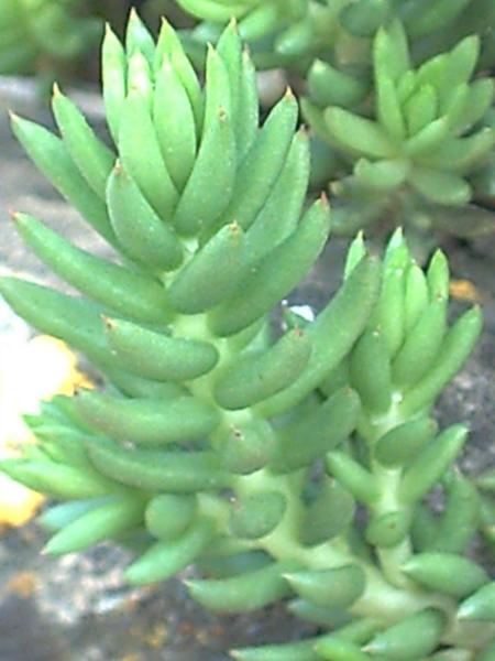 sedum sediforme