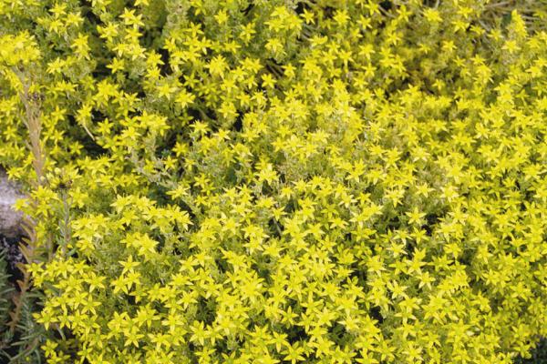 sedum selskianum