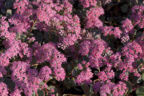 sedum sieboldii