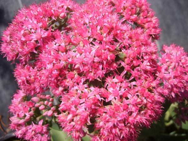 sedum spectabile brillant