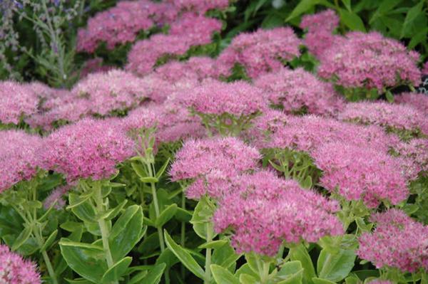 sedum spectabile 