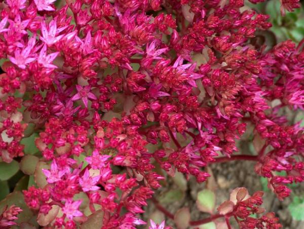 sedum spurium pink jewel