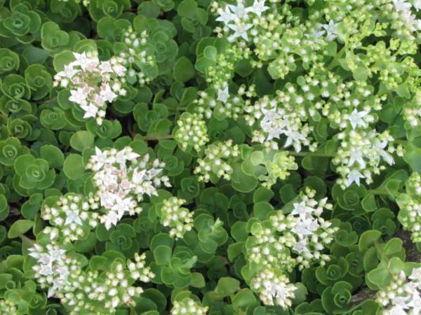 sedum spurium summer snow