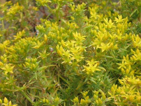 sedum stenopetalum