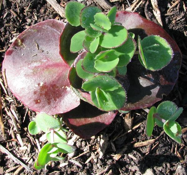 sedum ussuriense