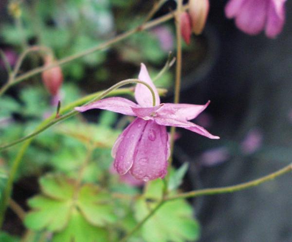 semiaquilegia ecalcarata