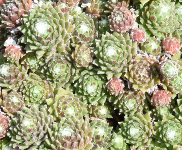 sempervivum arachnoideum