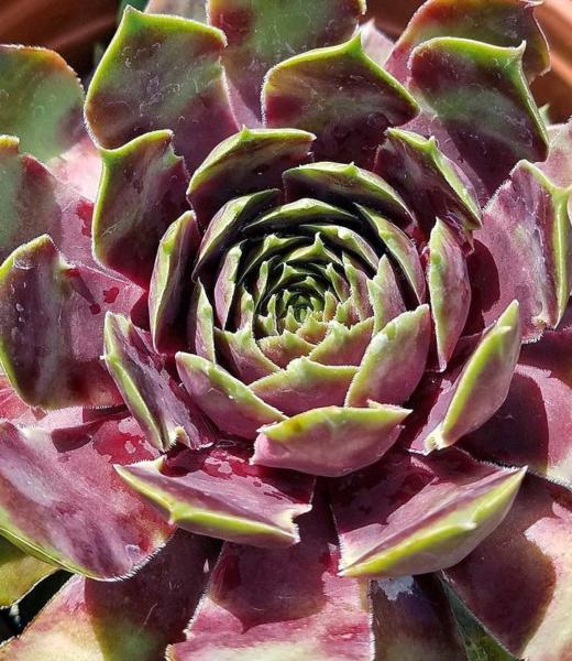 sempervivum c0mmander hay