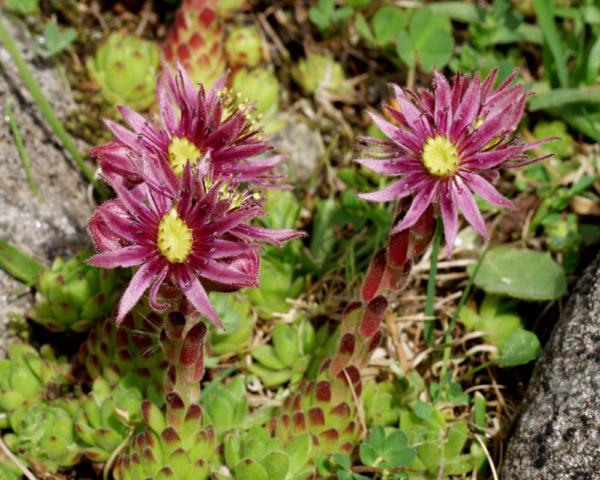 sempervivum montanum