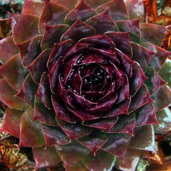 sempervivum othello